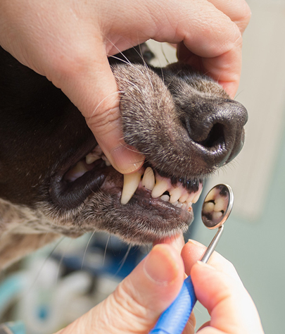 Hudson Dog Dentist