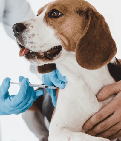 Dog Vaccinations in Huntington
