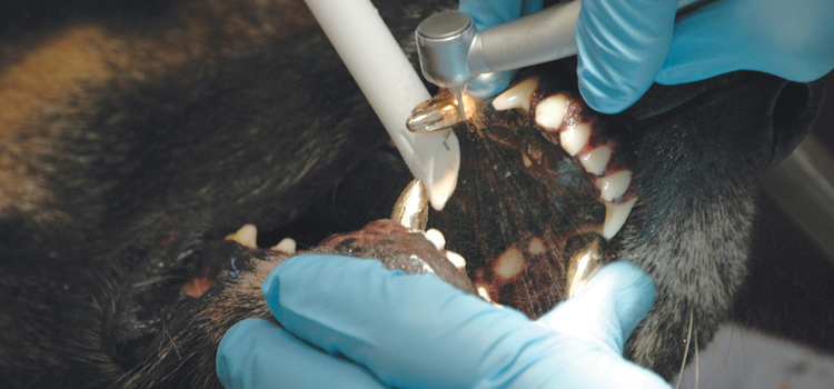Anesthetic Dentistry in Dyer