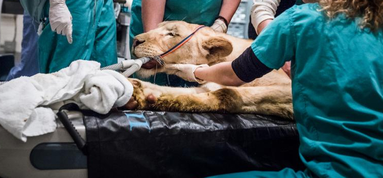 New Albany animal hospital veterinary operation