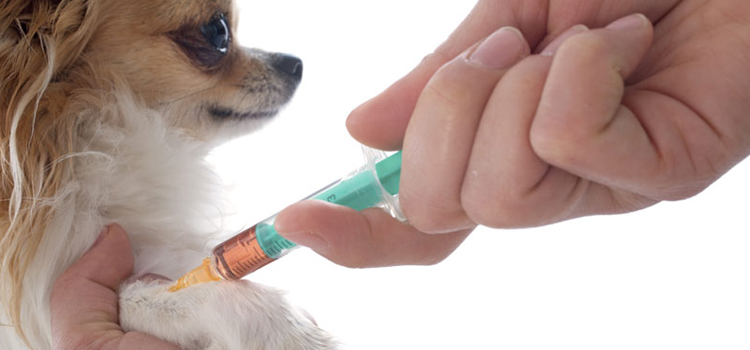 dog vaccination clinic in Beverly Shores
