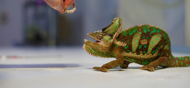 experienced vet care for reptiles in Chippewa Falls