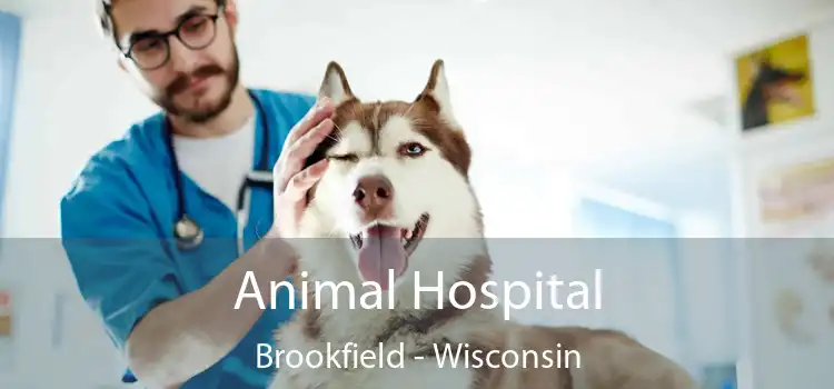 Animal Hospital Brookfield - Wisconsin