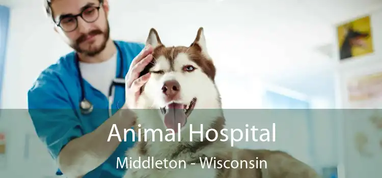 Animal Hospital Middleton - Wisconsin